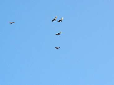 wgg-2011-day4-1 turkey vultures watching.jpg (152674 bytes)